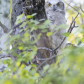 Great horned owlet hidden view