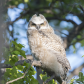 Great horned owlet just before leaving the nest area