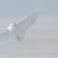 Snowy owl coming into land.