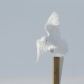 Snowy owl landing