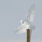 Snowy owl touch down.