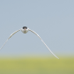 Forsterâ€™s tern over canola field