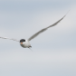 Forsterâ€™s tern. Head on.