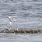 Forsterâ€™s tern. Three hungry mouths to feed.