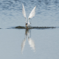 Forsterâ€™s tern fishing.