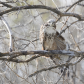 Red-tail hawk stretching.