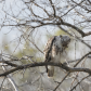 Red-tail hawk getting to that itch.