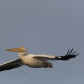 Pelican flying by