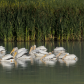 Pelican pod after fishing.