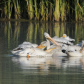 Pelican pod. Preening time.