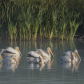 Pelican pod. On the â€˜huntâ€™ again.