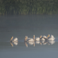 Pelican pod on a misty morning 