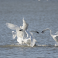 Tundra swan disagreements