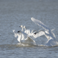 Tundra swans conflict continues