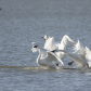 Tundra swans got you