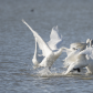 Tundra swans and again