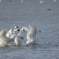 Tundra swans, getting out of the way.