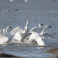 Tundra swans more peaceful now