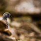 Ptarmigan Hide and Seek