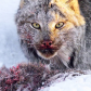 Canada Lynx