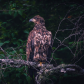 Juvenile Eagle