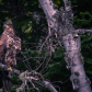 Young Eagle 