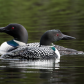 2 loons