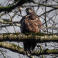 eagle eye