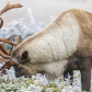 Woodland caribous (mountaineer ecotype)