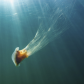 Lion's mane jellyfish