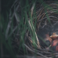 Resting chicks