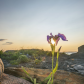 Iris versicolor