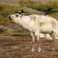 The Caribou's Call