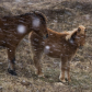 Storm horses