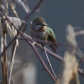 Gorgeous Anna's Hummingbird colours