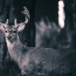 Monochrome Buck 
