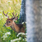 Feeding Deer