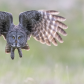 Back lit Great Grey Owl 