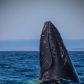 Whale Spy Hopping