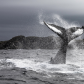 Whale splashing in the North Atlantic 