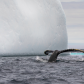 Humpback Whale Next To A Huge Iceberg!
