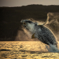 Humpback Whale Breach at Sunset