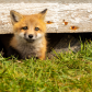 Exploring Fox Kit