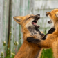 Playful young foxes
