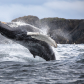 Humpback Whale Breaching Towards You