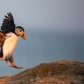 Puffin Landing