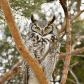 watchful