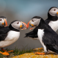 Interacting Atlantic Puffins