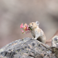 Proud Pika