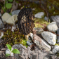 Morel Of The Story